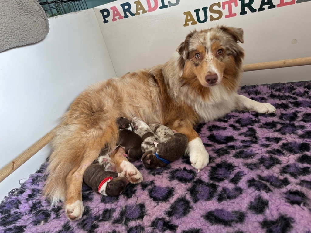 chiot Berger Australien du Paradis des Étoiles Australes