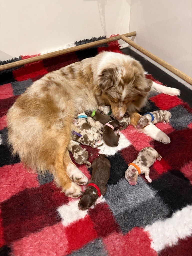 du Paradis des Étoiles Australes - Berger Australien - Portée née le 20/10/2025