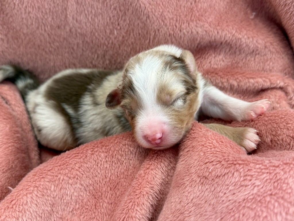 du Paradis des Étoiles Australes - Chiots disponibles - Berger Australien