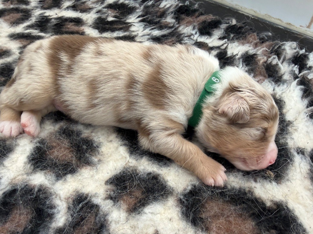 du Paradis des Étoiles Australes - Chiots disponibles - Berger Australien