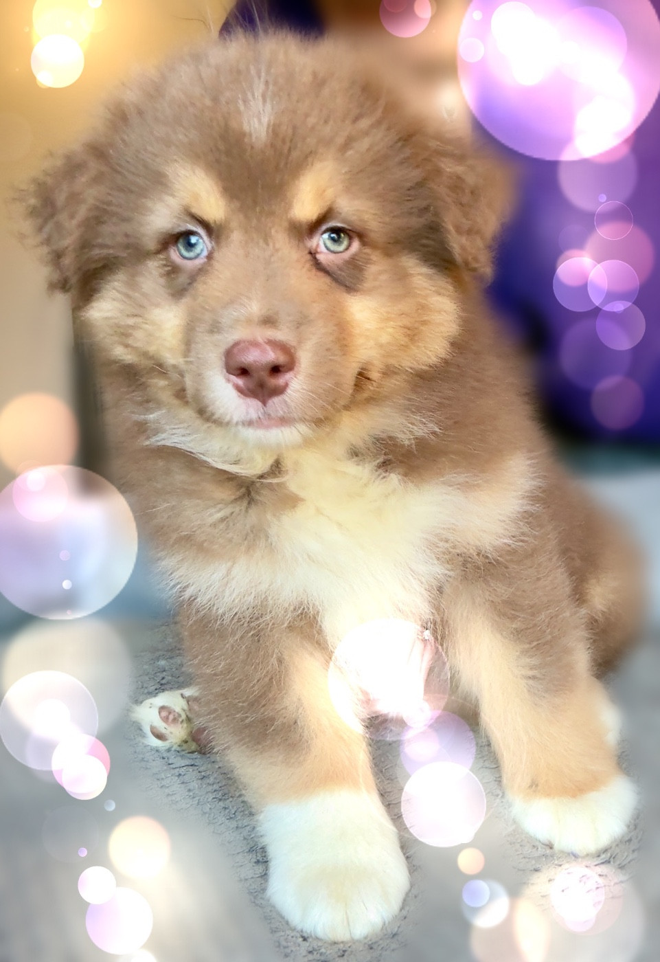 du Paradis des Étoiles Australes - Chiots disponibles - Berger Australien