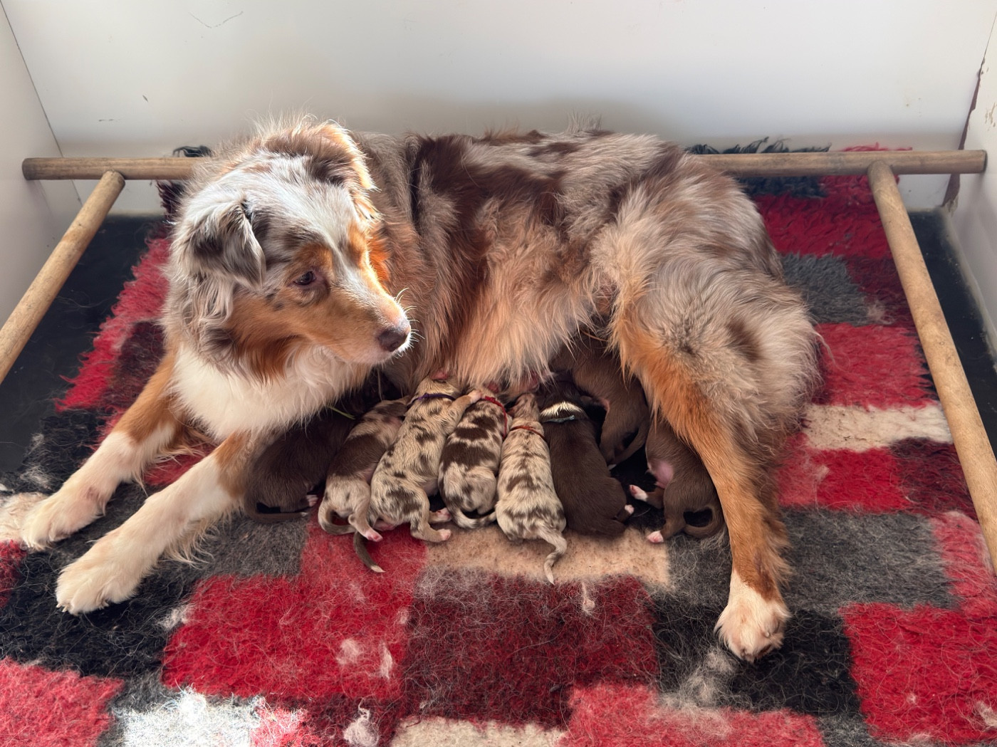 du Paradis des Étoiles Australes - Berger Australien - Portée née le 05/03/2026