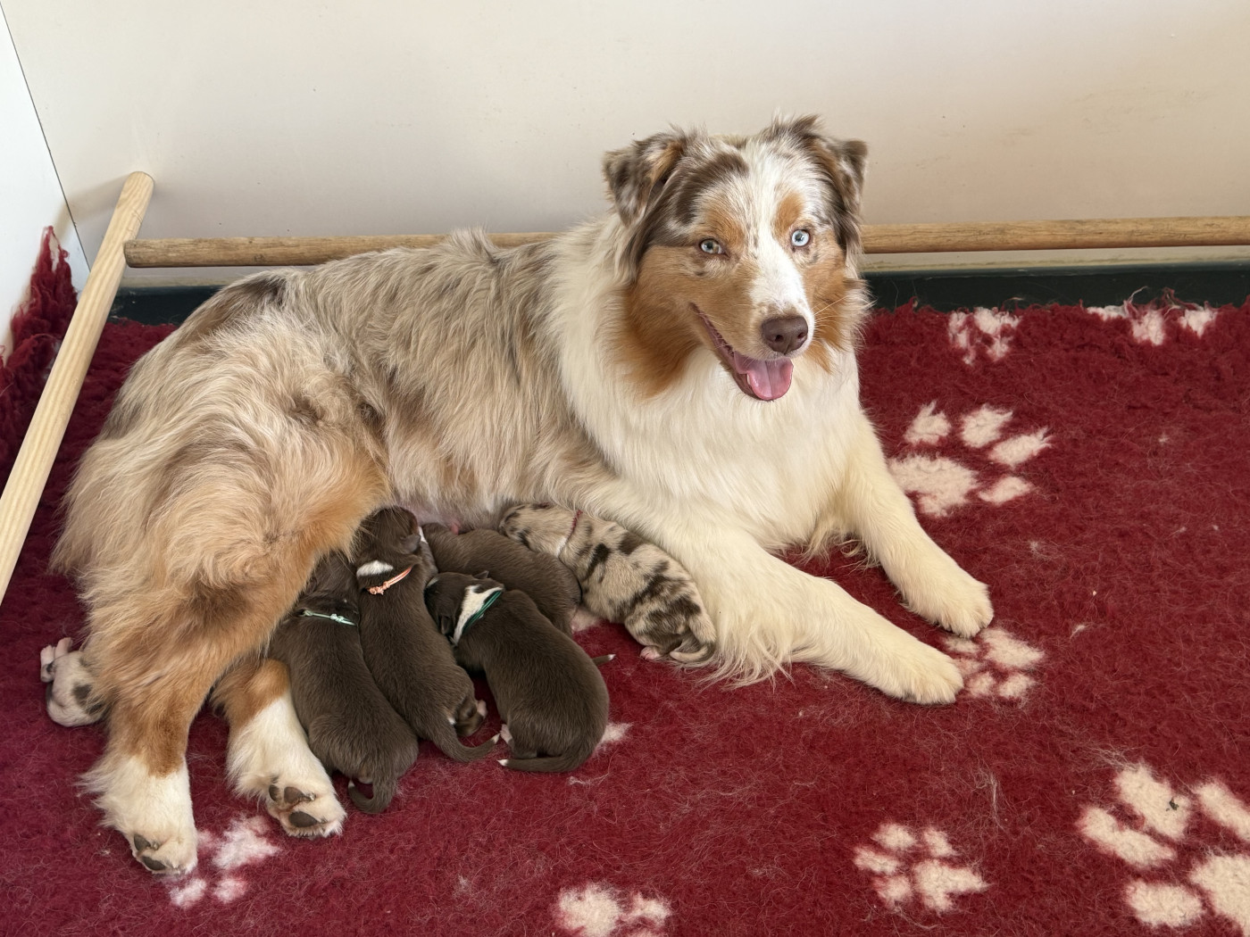 du Paradis des Étoiles Australes - Berger Australien - Portée née le 16/03/2026