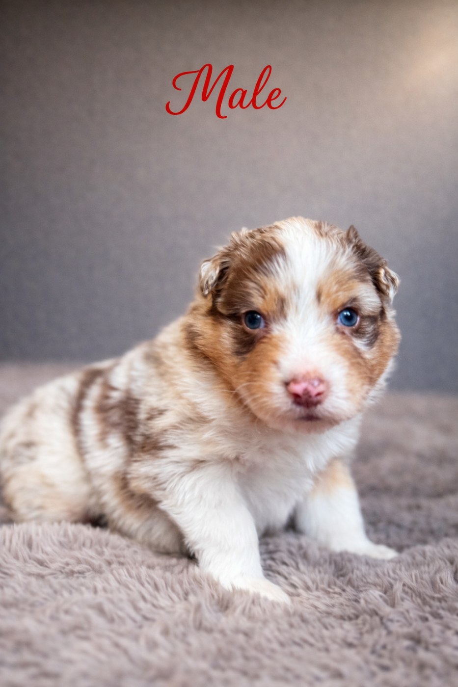 du Paradis des Étoiles Australes - Chiots disponibles - Berger Australien