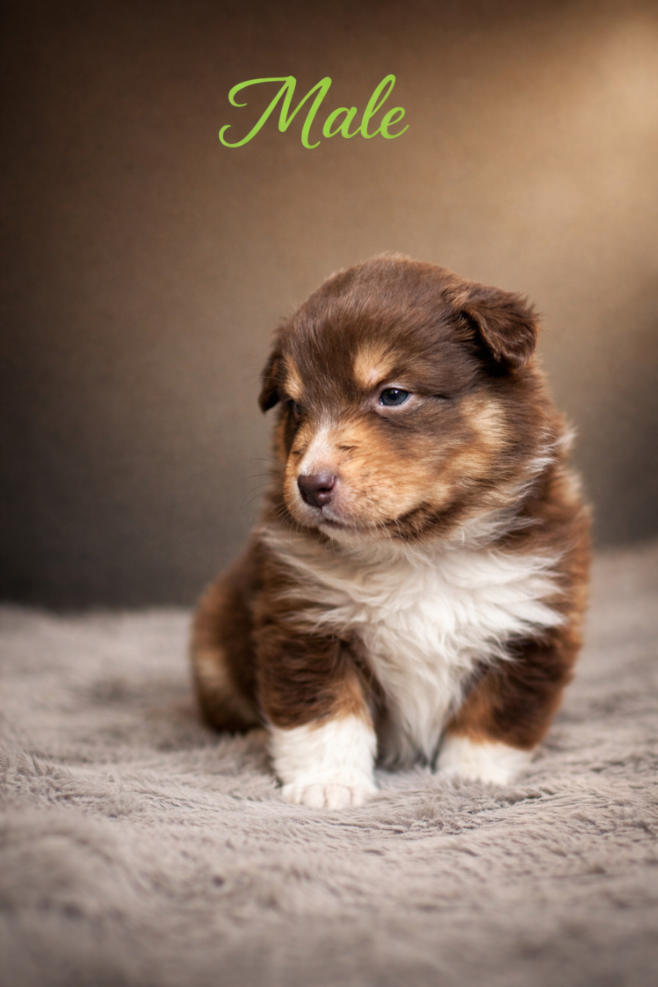 du Paradis des Étoiles Australes - Chiots disponibles - Berger Australien