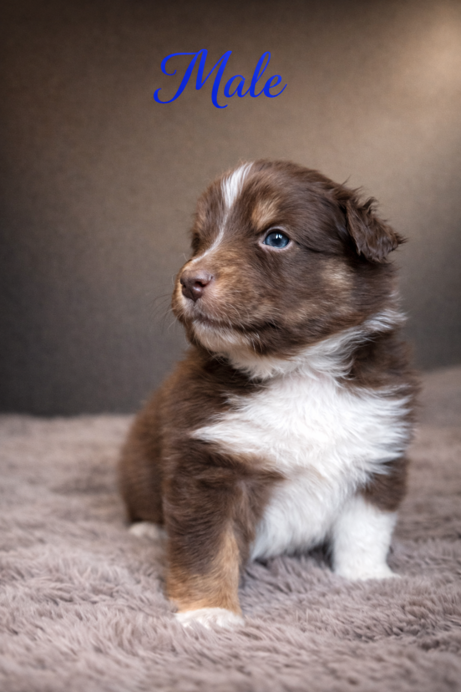 du Paradis des Étoiles Australes - Chiots disponibles - Berger Australien