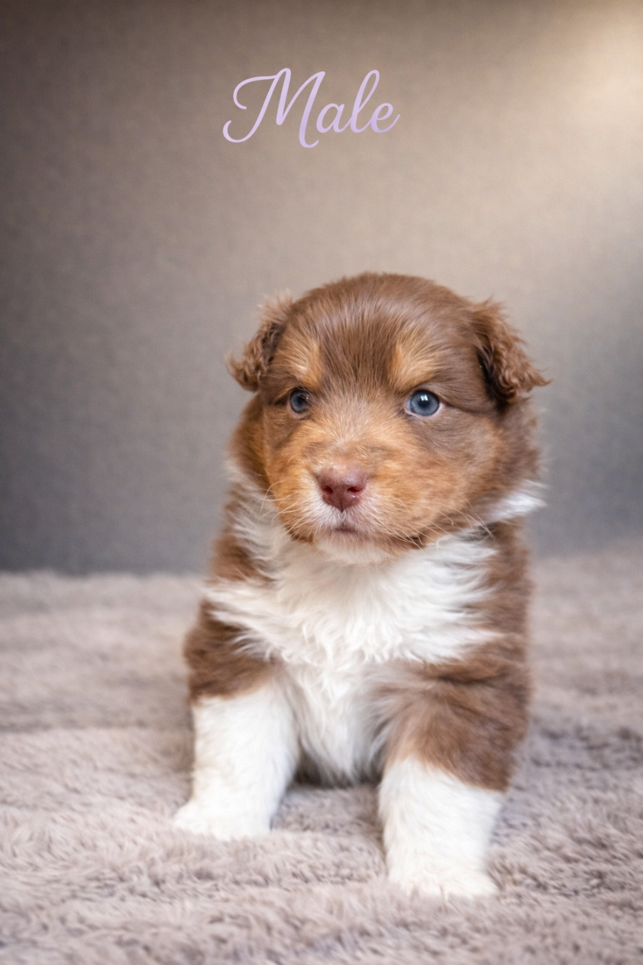 du Paradis des Étoiles Australes - Chiots disponibles - Berger Australien