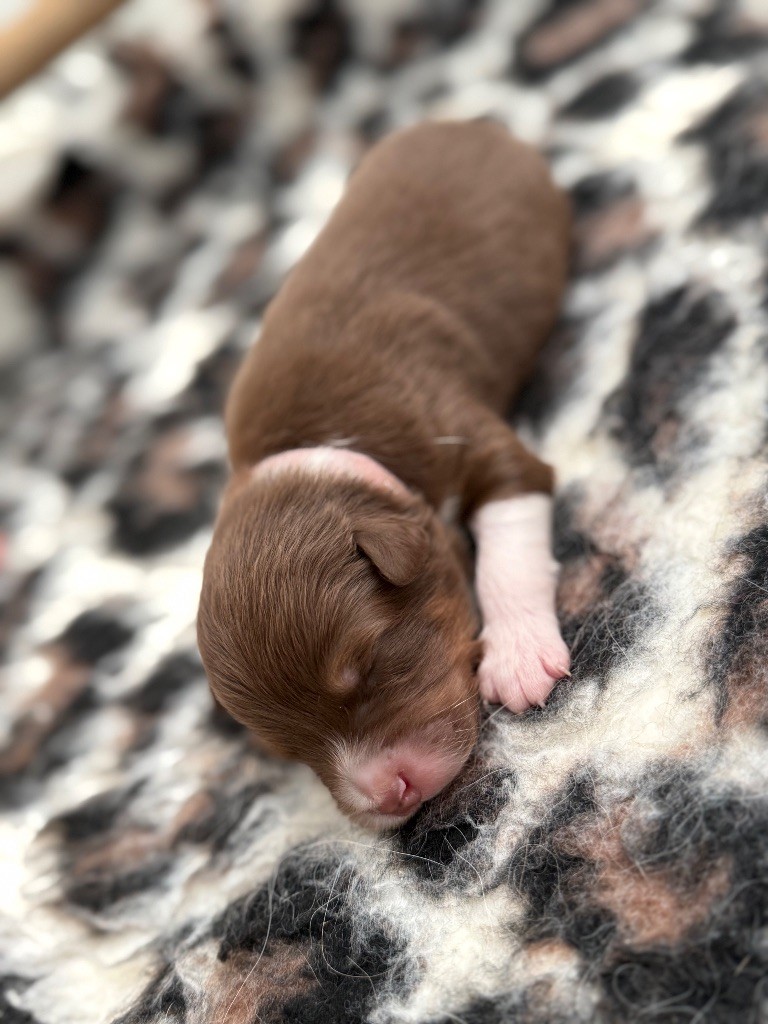 du Paradis des Étoiles Australes - Chiots disponibles - Berger Australien