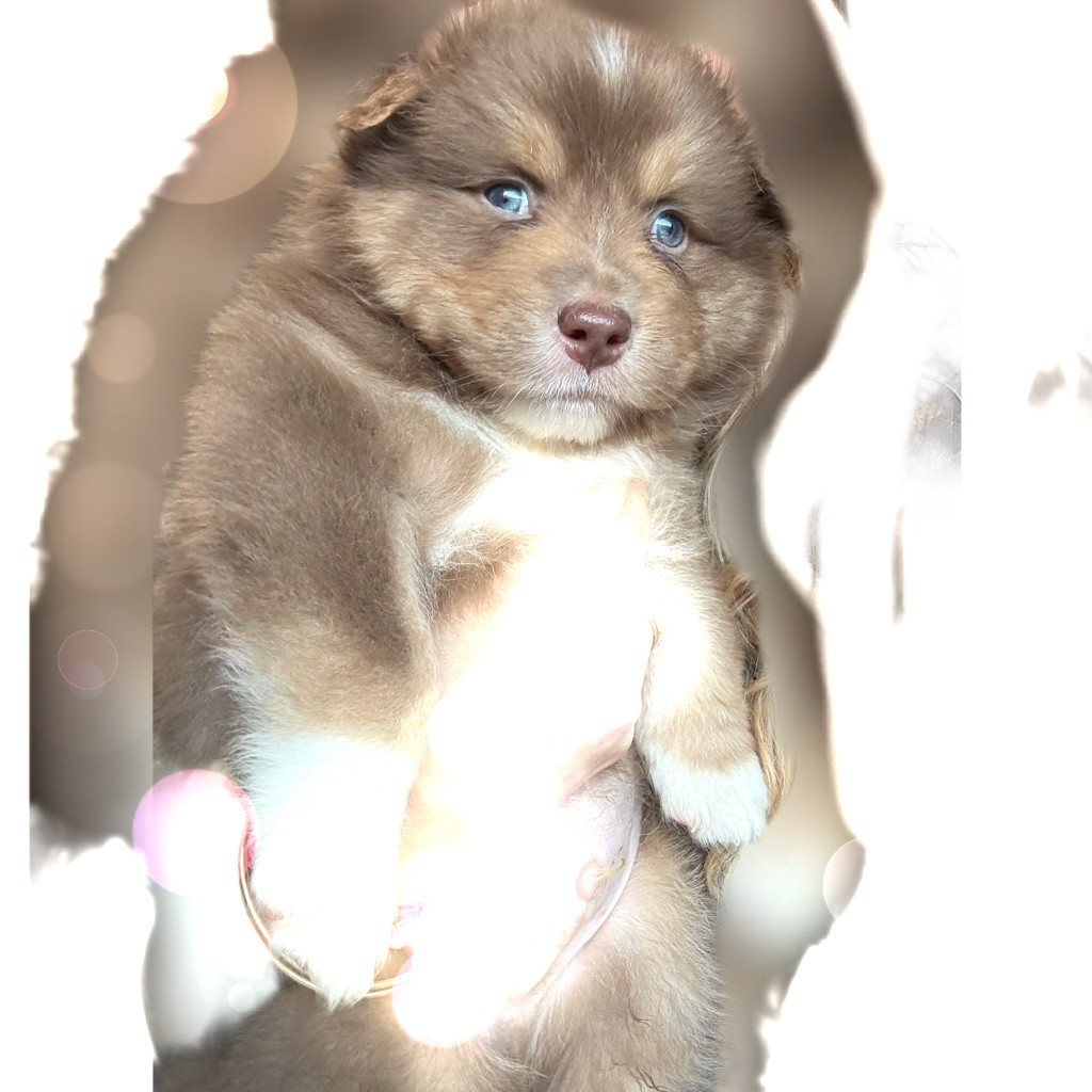 du Paradis des Étoiles Australes - Chiots disponibles - Berger Australien