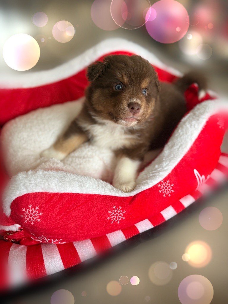 du Paradis des Étoiles Australes - Chiots disponibles - Berger Australien