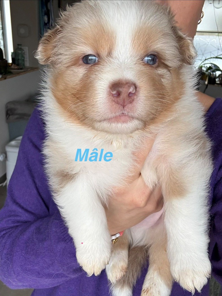 du Paradis des Étoiles Australes - Chiots disponibles - Berger Australien