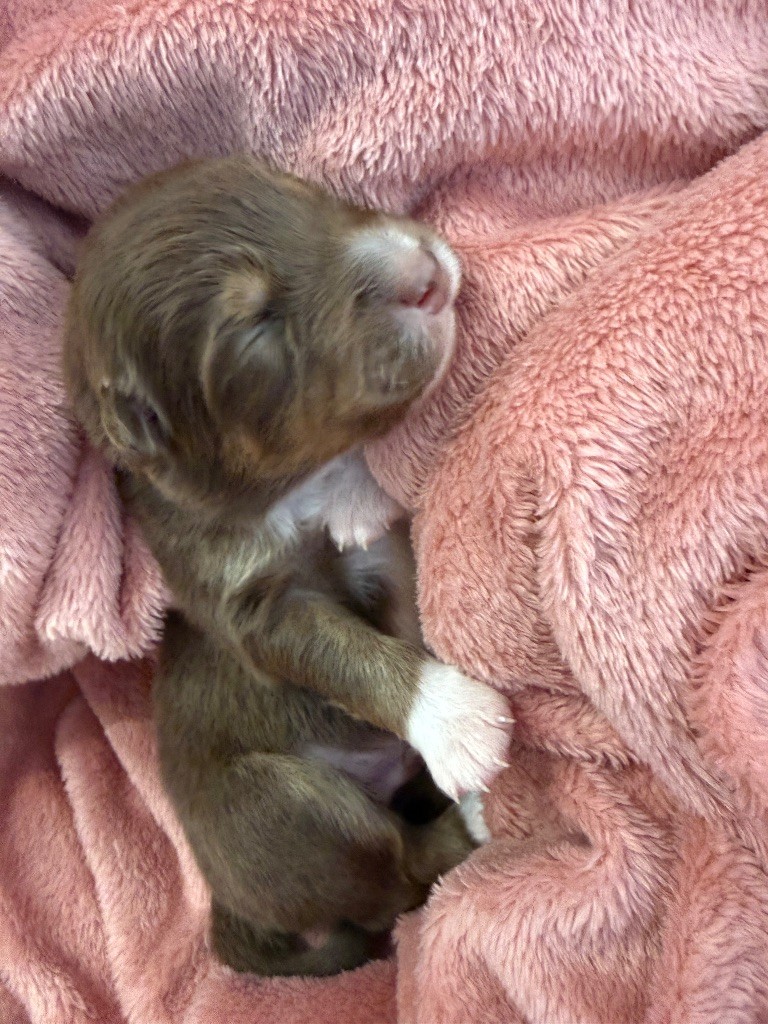 du Paradis des Étoiles Australes - Chiots disponibles - Berger Australien