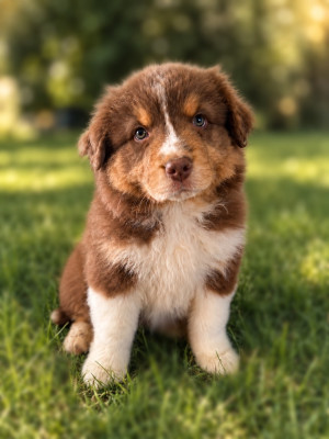 CHIOT 6