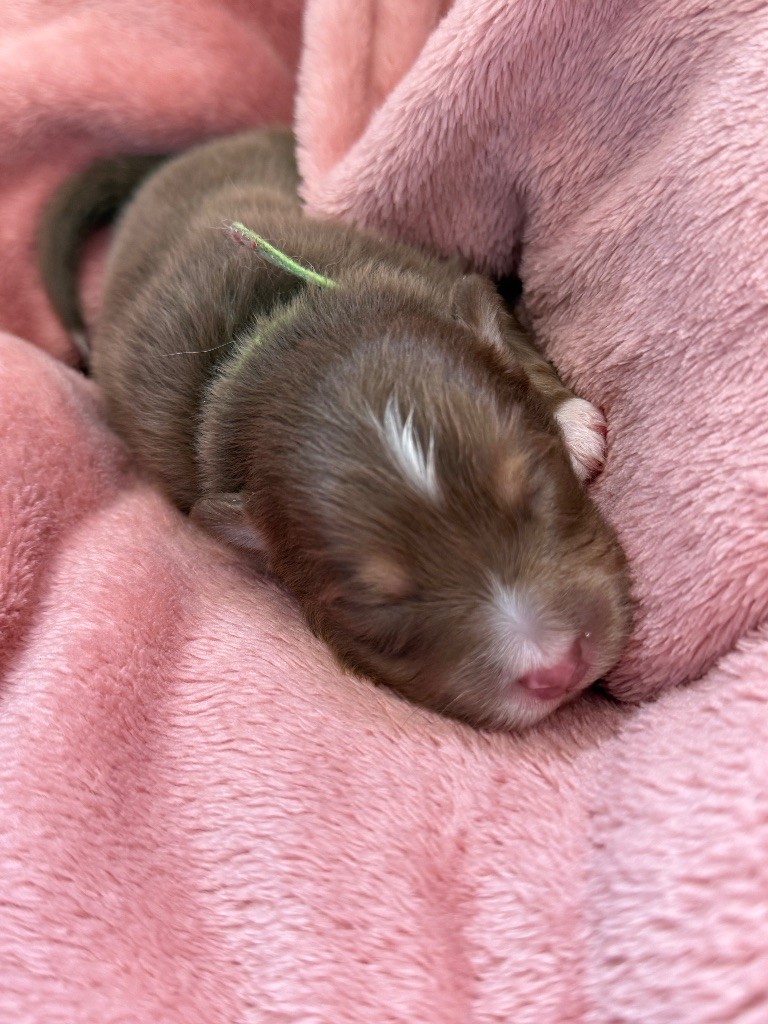 du Paradis des Étoiles Australes - Chiots disponibles - Berger Australien