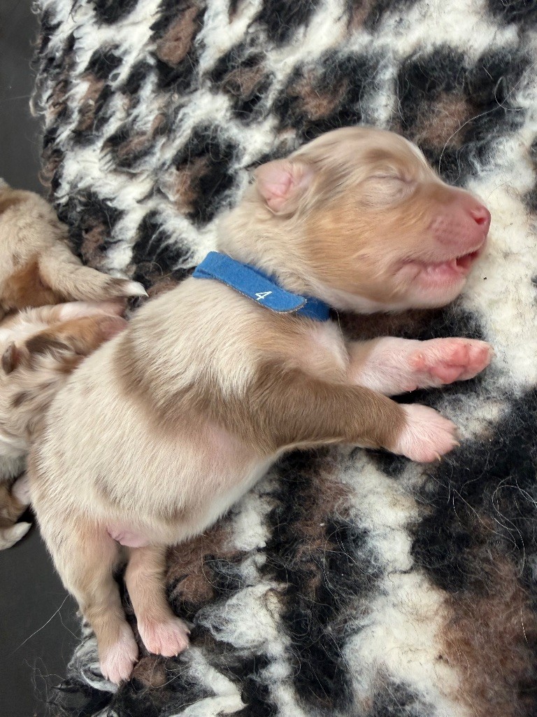 du Paradis des Étoiles Australes - Chiots disponibles - Berger Australien